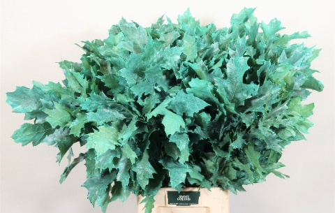 <h4>Quercus Rubra L80 Klbh. Frost Mint</h4>