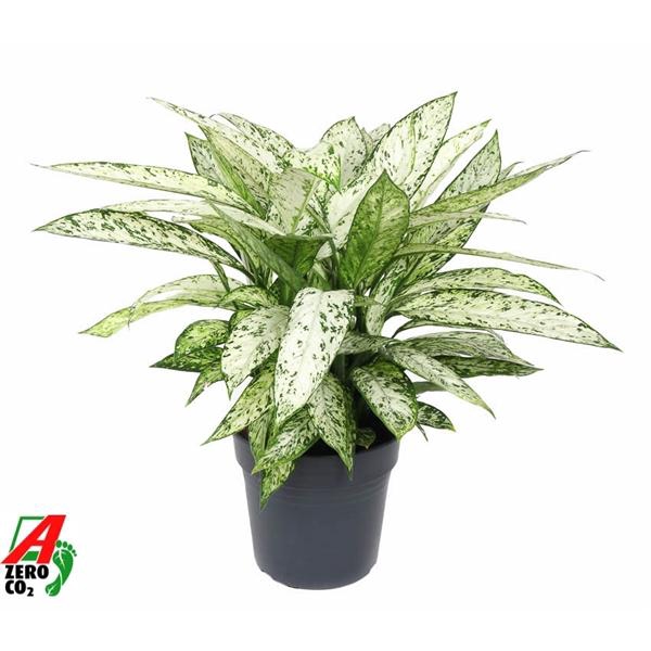 <h4>Dieffenbachia 'Vesuvius'</h4>