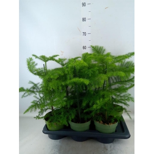 Araucaria heterophylla