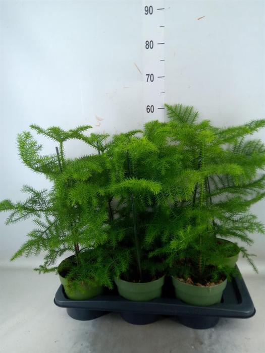 <h4>Araucaria heterophylla</h4>