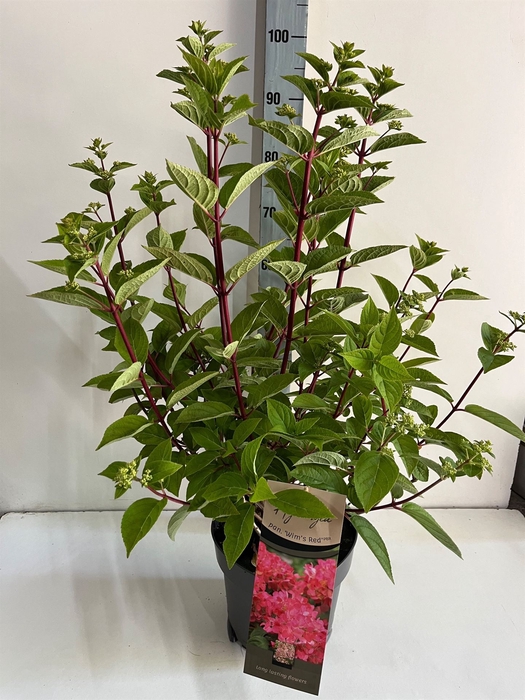 <h4>Hydrangea pan.</h4>