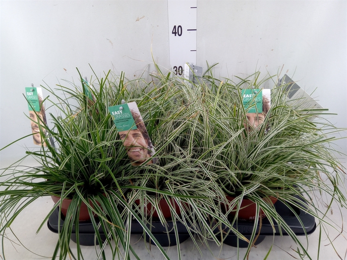 <h4>Carex oshimensis 'Everest'</h4>