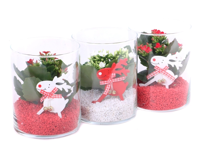 <h4>Opgemaakte cilinder glas met kalanchoe, grit en bijsteker</h4>