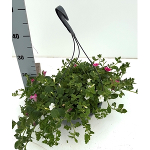 PERKPL GEM IN POT