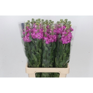 MATTH IRON DEEP PINK