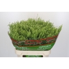 Lepidium Green Dragon