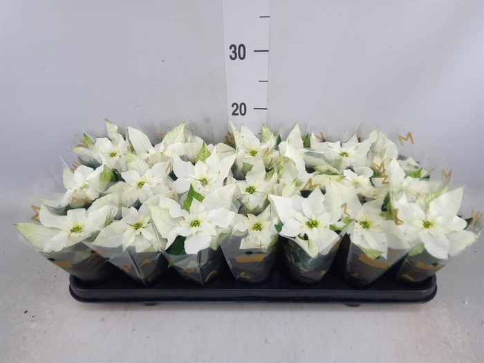 <h4>Euphorbia pulc. 'Princ White'</h4>