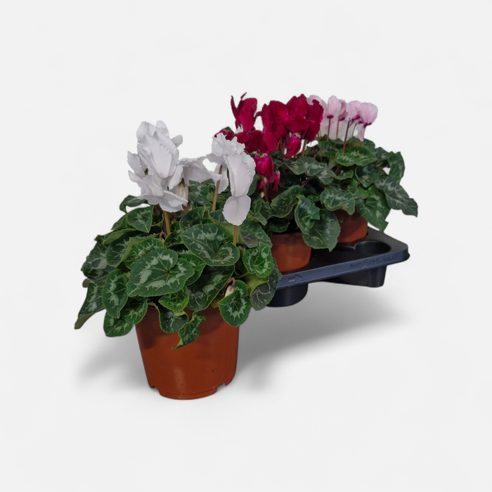 <h4>CYCL GR HAL CURLY</h4>