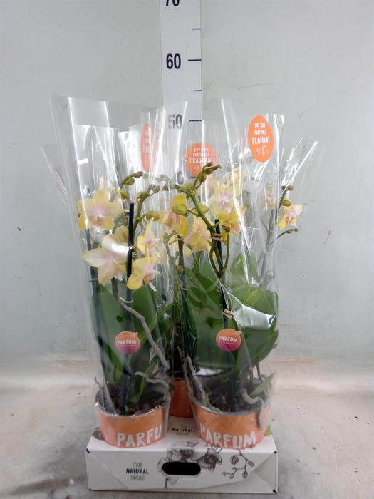 <h4>Phalaenopsis  'Bolgheri Lemon'</h4>