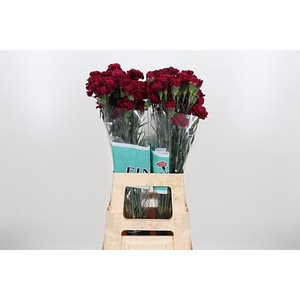 DI ST NOBBIO VELLUTO