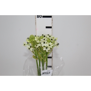 ORNITHOGALUM SAUNDERSIAE 070 CM