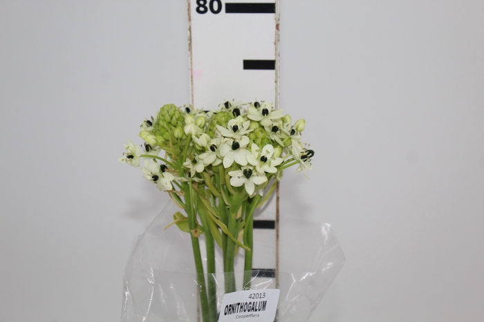 <h4>ORNITHOGALUM SAUNDERSIAE 070 CM</h4>
