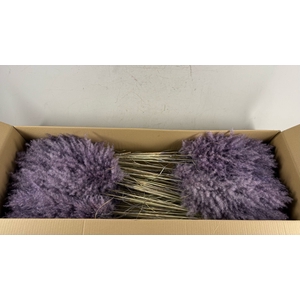 DF Pampas 115cm Aubergine