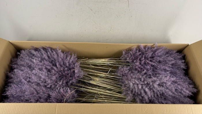 <h4>DF Pampas 115cm Aubergine</h4>