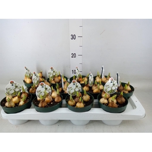 Galanthus nivalis   ...in pot