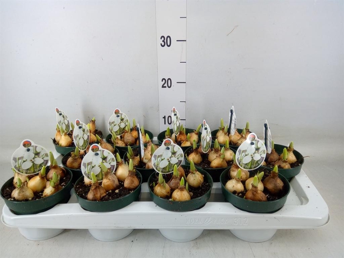 <h4>Galanthus nivalis   ...in pot</h4>