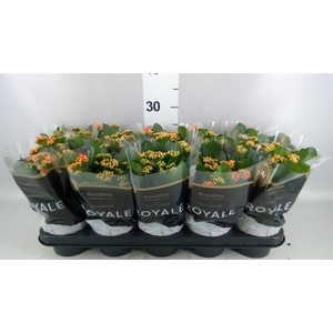 Kalanchoe blos. 'RosDon Feliz'