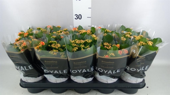 <h4>Kalanchoe blos. 'RosDon Feliz'</h4>