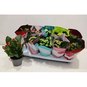 Kalanchoe Double Deluxe Mix Stadium