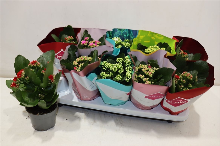 <h4>Kalanchoe Double Deluxe Mix Stadium</h4>