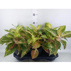 Aglaonema   ...
