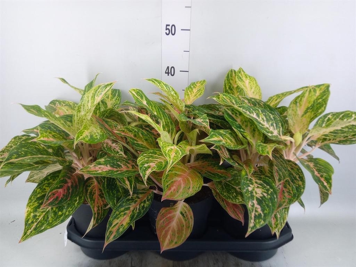 <h4>Aglaonema   ...</h4>