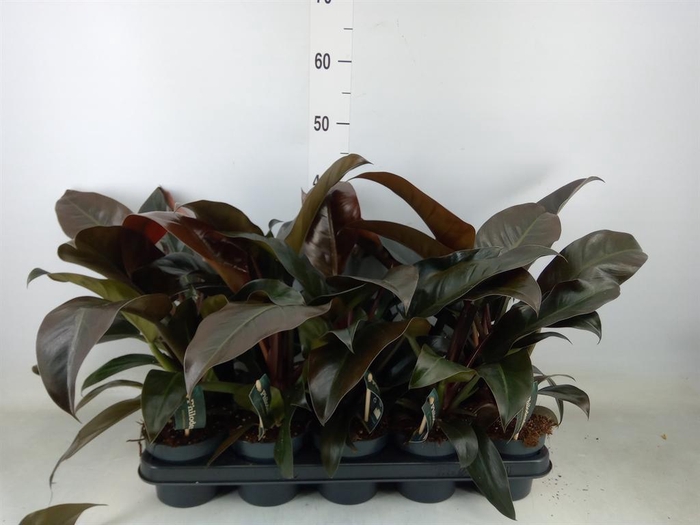 <h4>Philodendron  'Imperial Red'</h4>