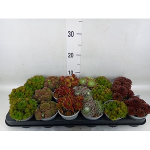 Sempervivum   ...mix