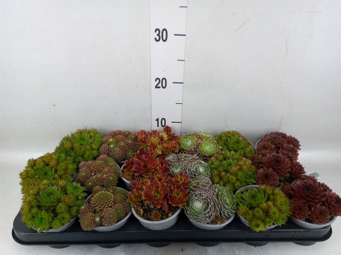 <h4>Sempervivum   ...mix</h4>