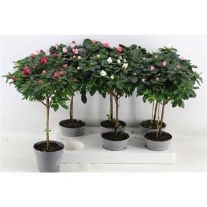 Rhodo Stam Medium