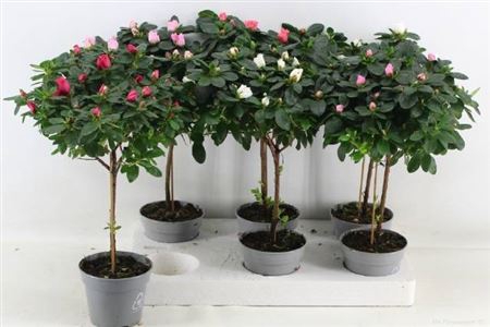 <h4>Rhodo Stam Medium</h4>