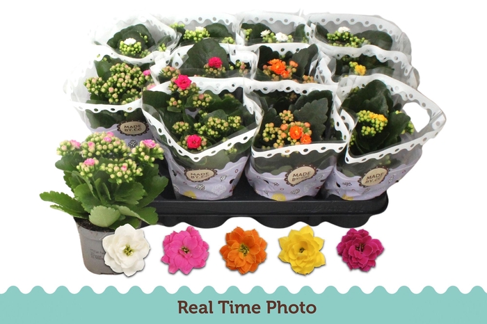 <h4>KAL GE GEM 5 KL</h4>