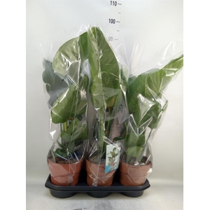 Strelitzia nicolai