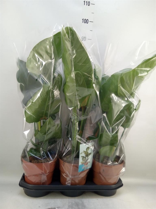 <h4>Strelitzia nicolai</h4>
