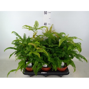 Adiantum tenerum 'Scutum Roseum'