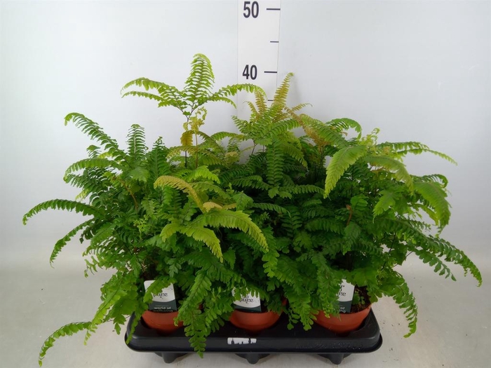 <h4>Adiantum tenerum 'Scutum Roseum'</h4>