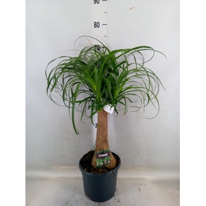 Beaucarnea recurvata