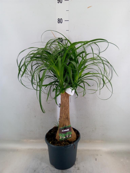<h4>Beaucarnea recurvata</h4>