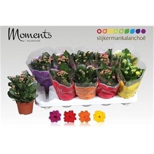Kalanchoe blossfeldiana gevuld gemengd 4 kleuren