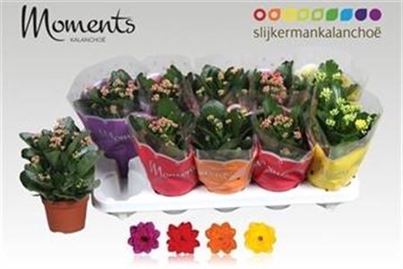 <h4>Kalanchoe blossfeldiana gevuld gemengd 4 kleuren</h4>