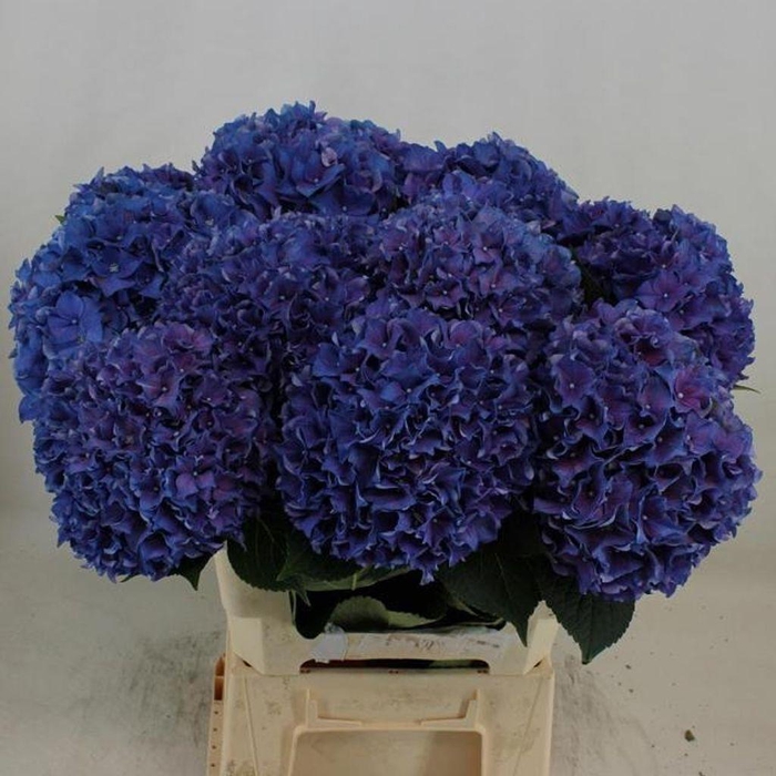 <h4>Hydrangea rodeo purple</h4>