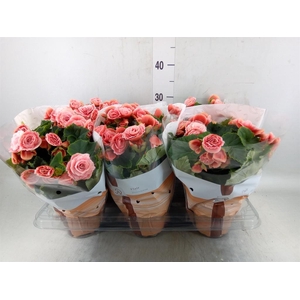 Begonia elat. DU 'Borias'