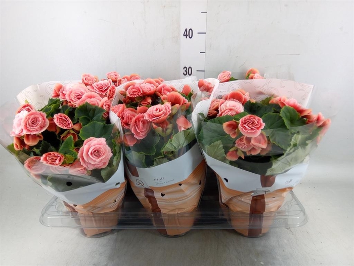 <h4>Begonia elat. DU 'Borias'</h4>