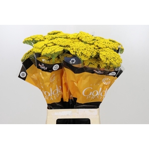 Achillea Golden Prairi