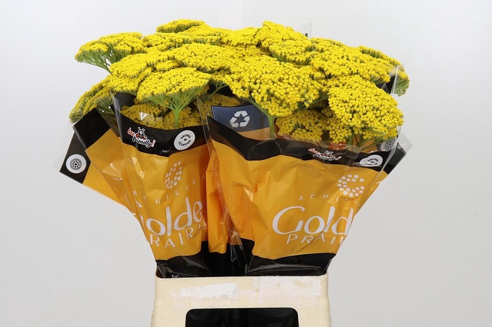 <h4>Achillea Golden Prairi</h4>