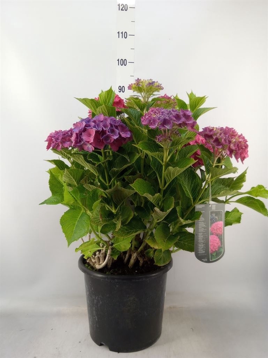 <h4>Hydrangea mac.   ...</h4>