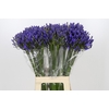 Agapanthus EYFORI Blue