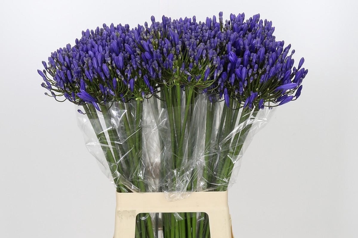 <h4>Agapanthus EYFORI Blue</h4>