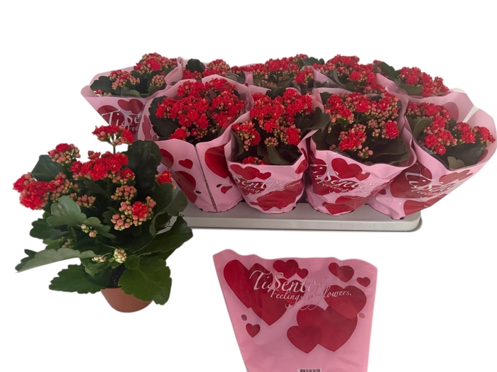 <h4>KAL GE PERFECTA RED</h4>