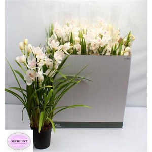 Cymb Overig White 4 Tak